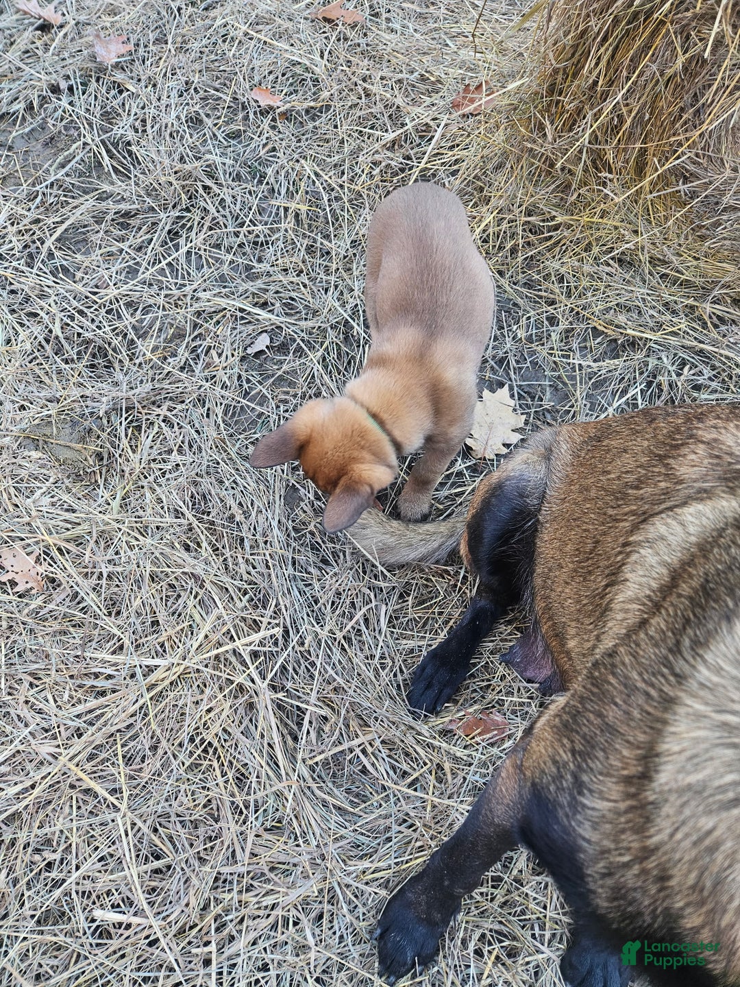 Belgian Malinois dogs for sale: Dark Green  - Ad 2