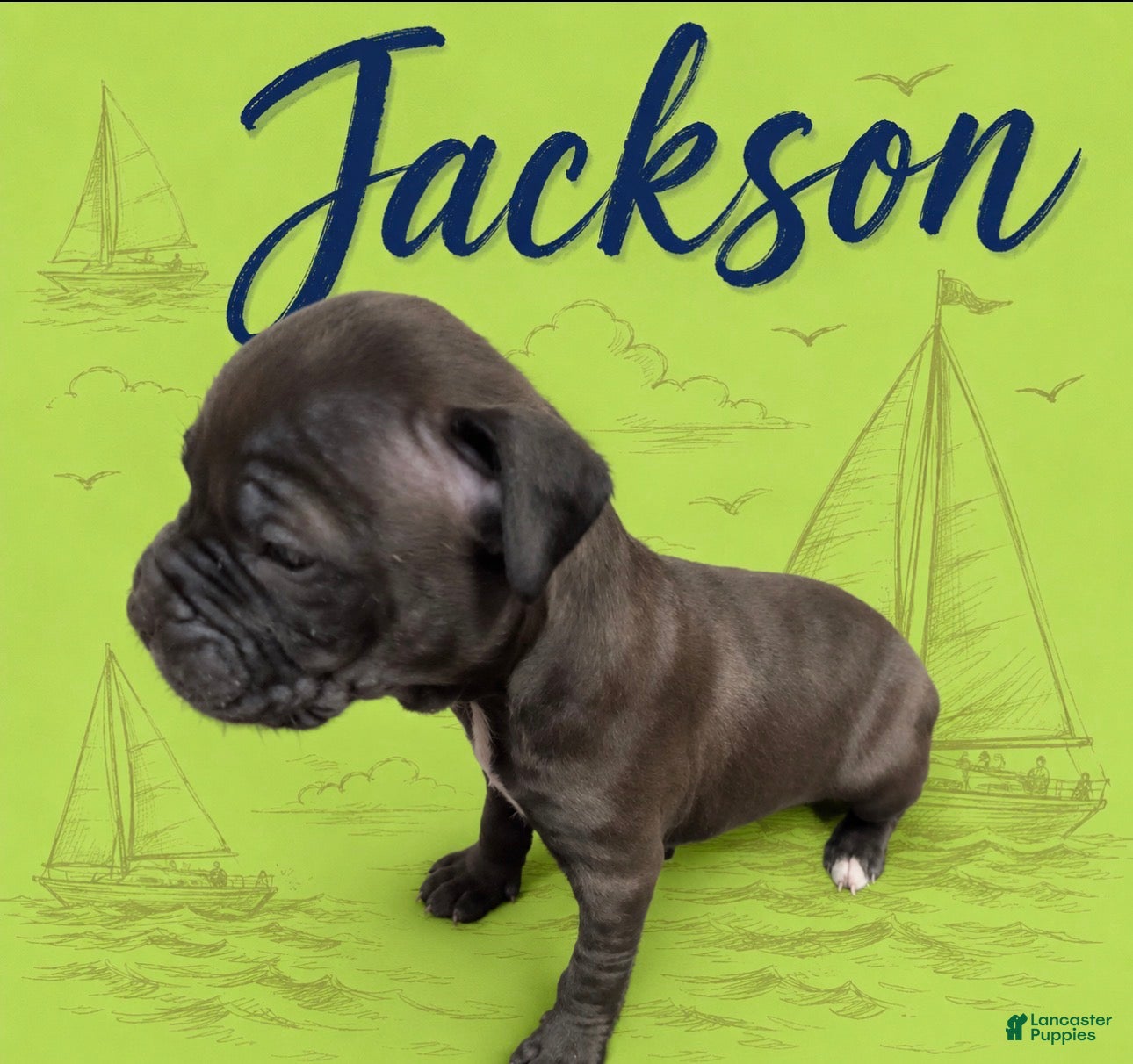 American Pit Bull Terrier dogs Jackson  - Ad 29