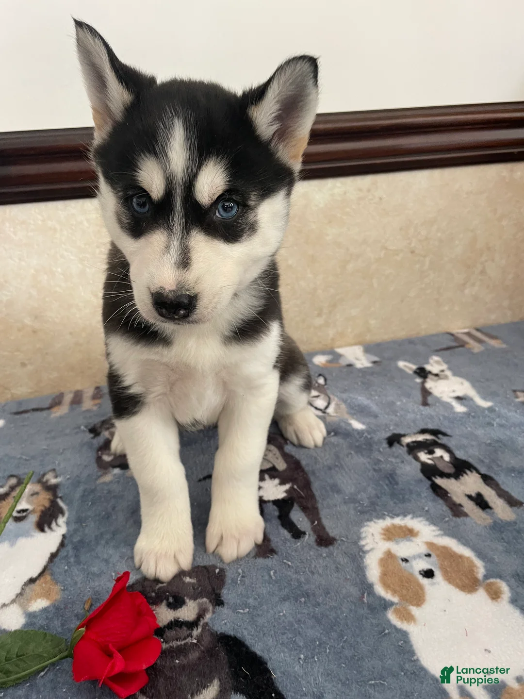 Pomsky dogs for sale: Monica - Ad 4