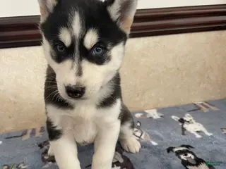 Pomsky dogs Monica - Ad 41