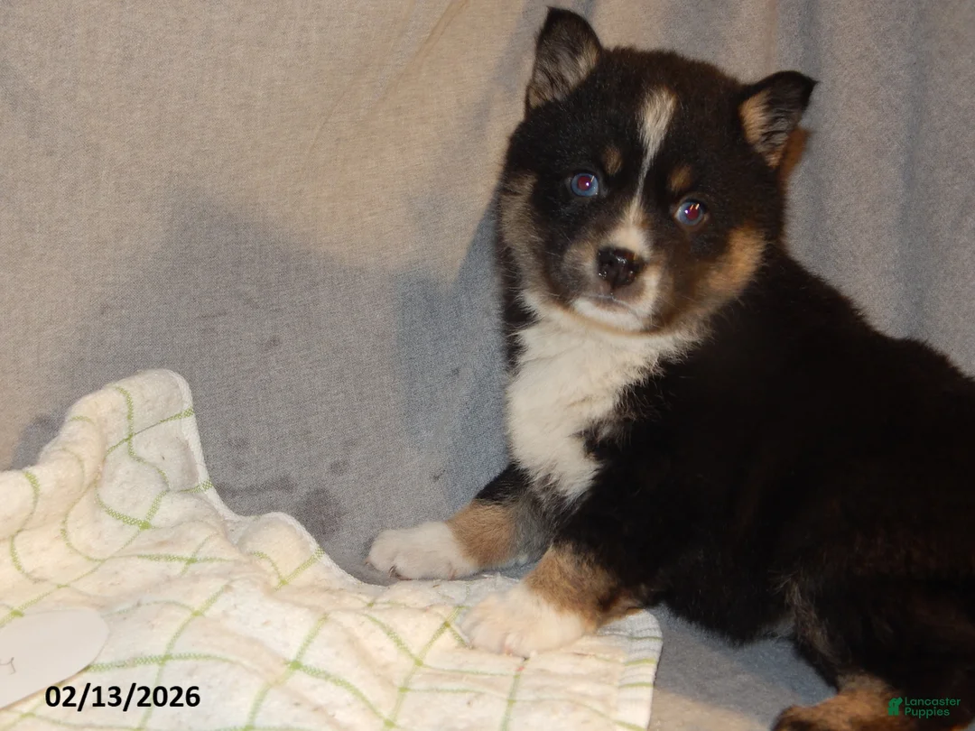 Pomsky dogs for sale: Sally - Ad 1