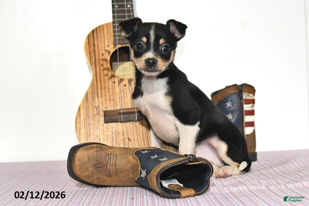 Mixed Breed dogs for sale: Wolf - Ad 4