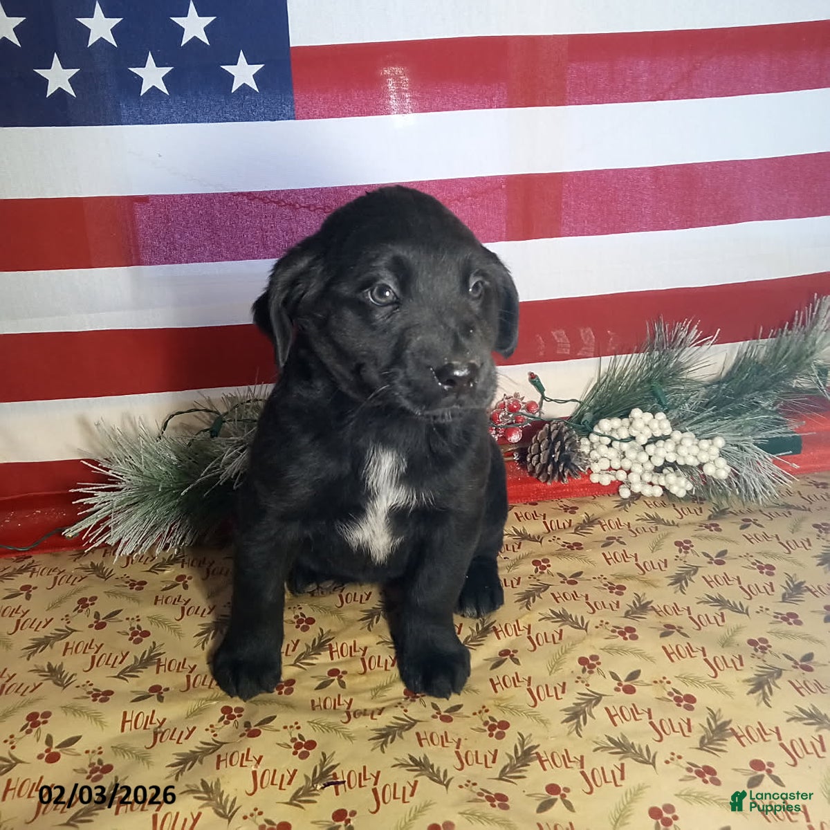 Mixed Breed dogs Lassie - Ad 2