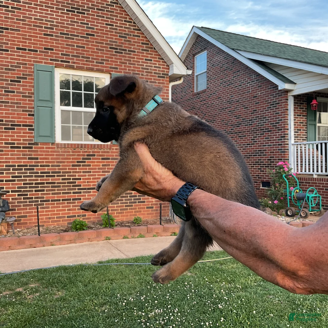 Belgian Malinois dogs for sale: Belgian Malinois Puppy 3 - Ad 2