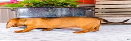 Miniature Dachshund dogs for sale: Claire - Ad 5