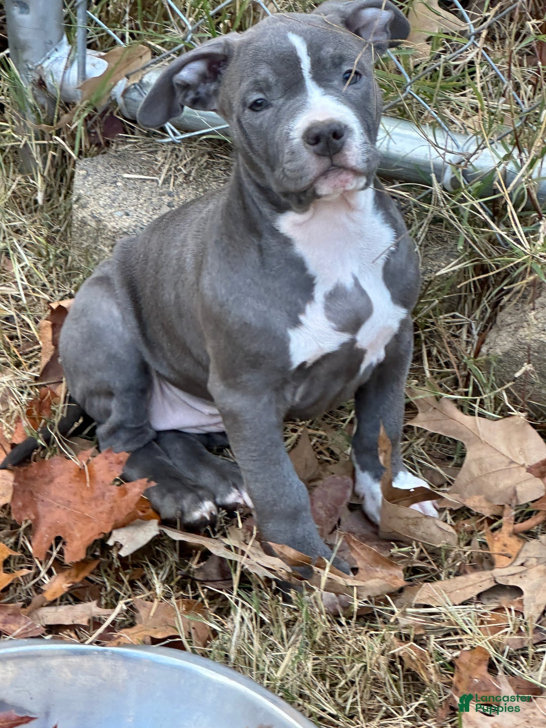 American Bully dogs for sale: Bella (Yellow) ABKC Blue - Ad 2