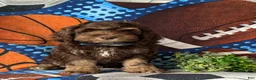 Cockapoo dogs for sale: Aiken - Ad 3