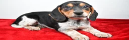 Beagle dogs for sale: Rachel - Ad 9
