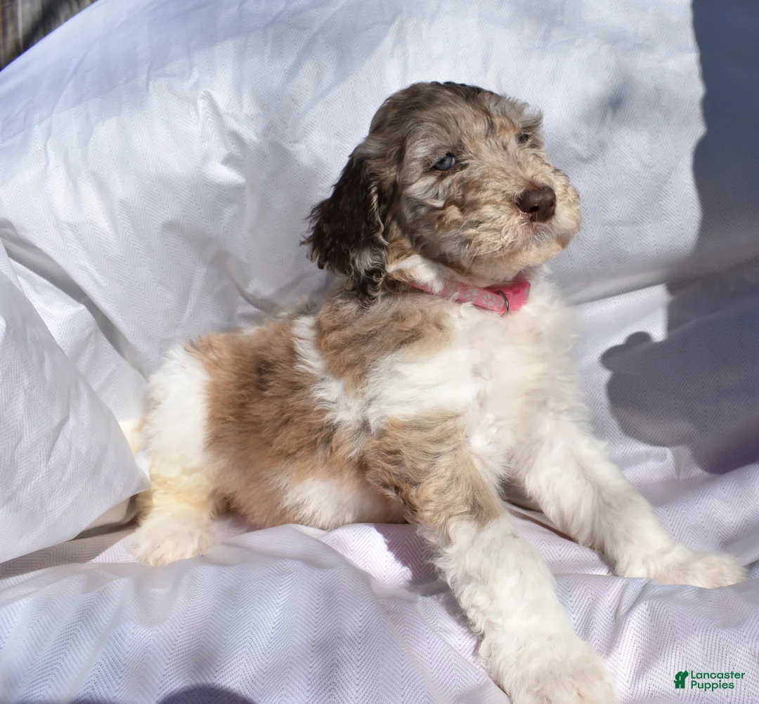 Newfypoo dogs for sale: Light Pink - Ad 1