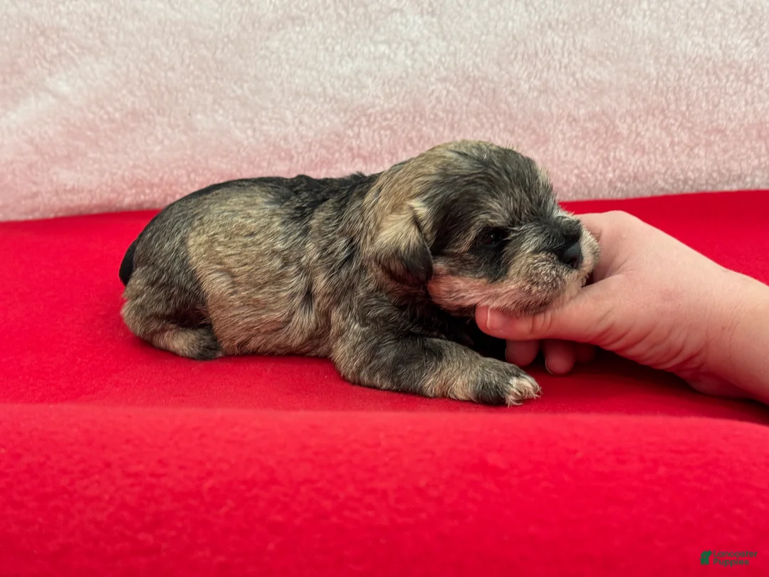 Miniature Schnauzer dogs for sale: Gypsy Male 3 - Ad 3
