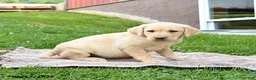 Labrador Retriever dogs for sale: Gem  - Ad 4