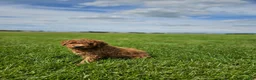 Mini Goldendoodle dogs for sale: Brady - Ad 3