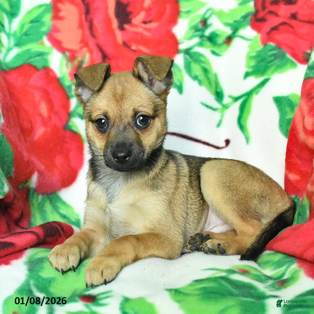 Chihuahua dogs for sale: Atlee - Ad 4