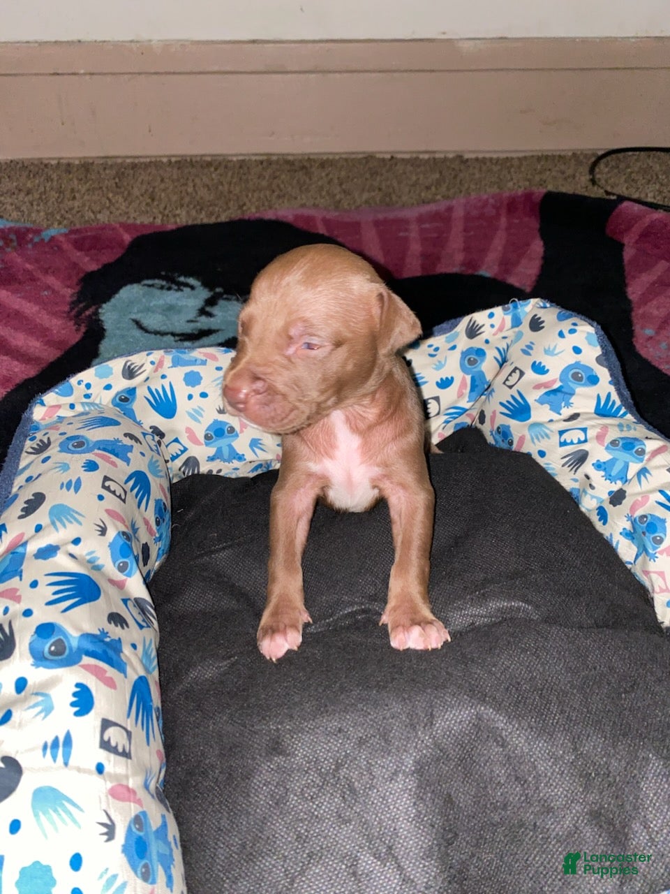 Mixed Breed dogs for sale: Boy 4 - Ad 1