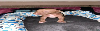 Boy 4