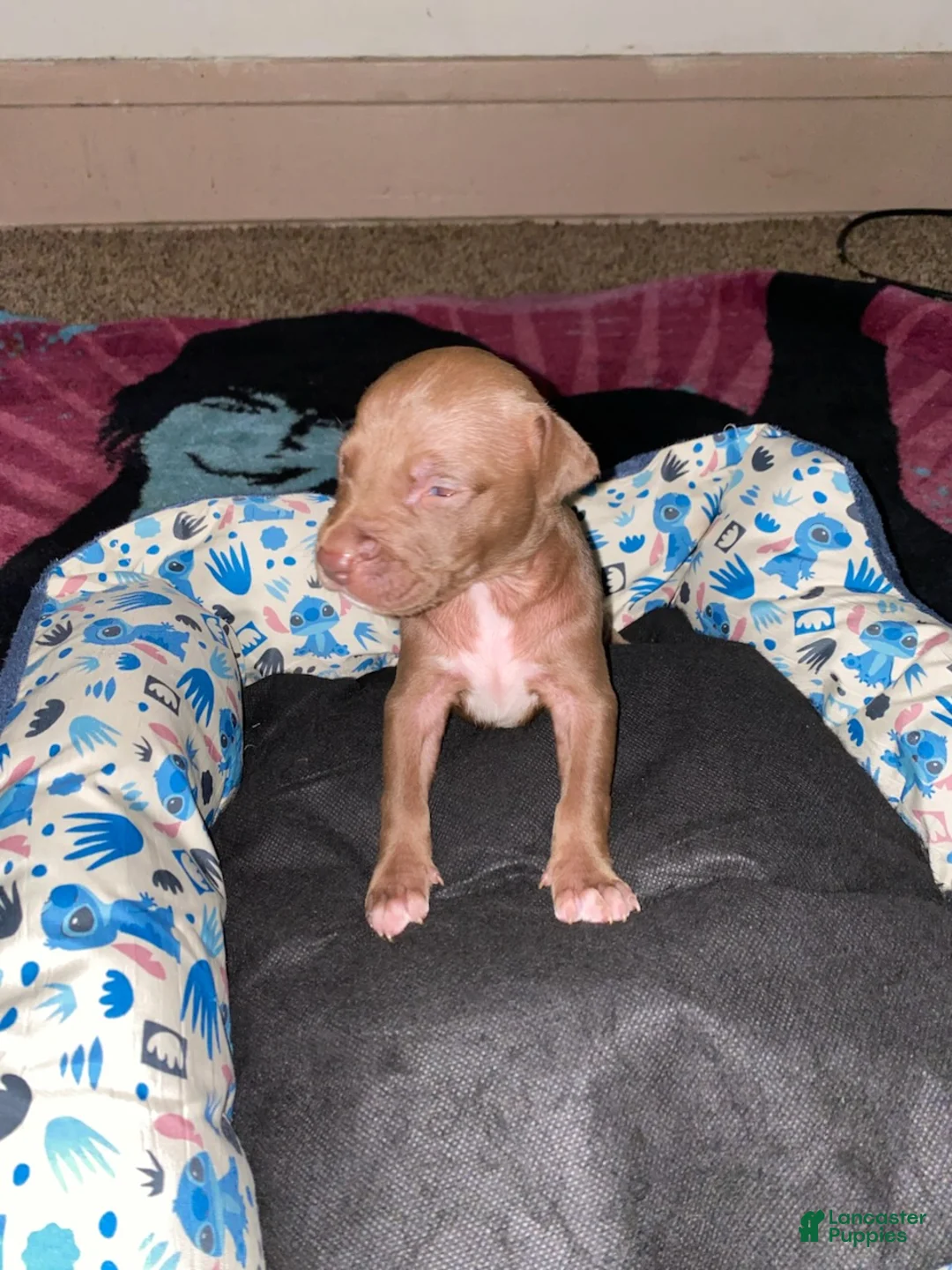 Mixed Breed dogs for sale: Boy 4 - Ad 1