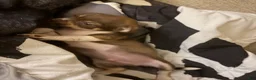 Chihuahua dogs for sale: Awful Knofel - Ad 1