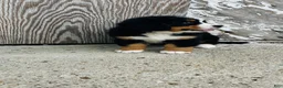 Bernese Mountain Dog dogs for sale: Vivienne - Ad 10