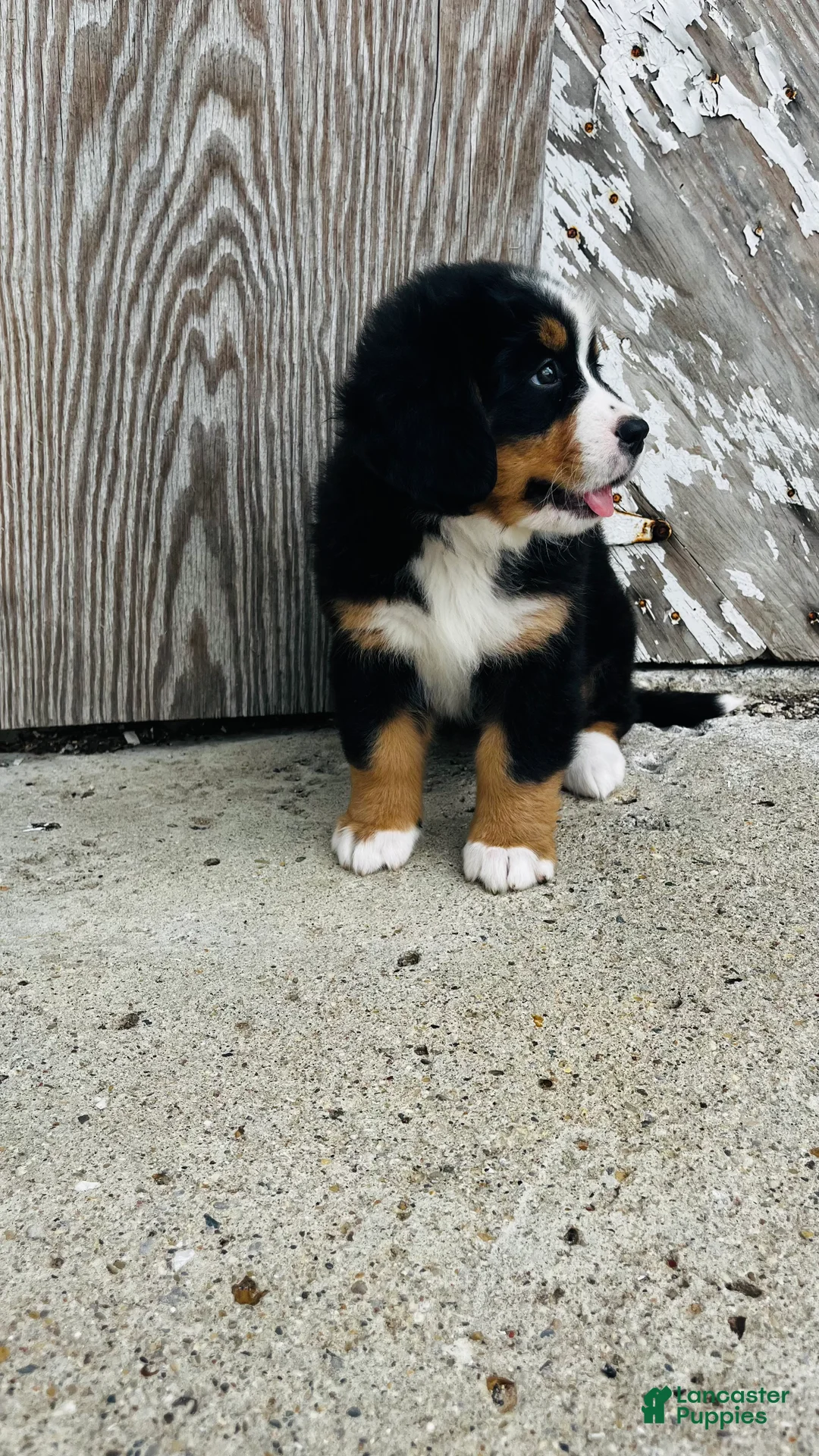 Bernese Mountain Dog dogs for sale: Vivienne - Ad 10