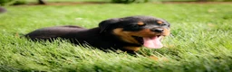 Rottweiler dogs for sale: Unix - Ad 3