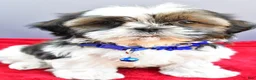 Shih Tzu dogs for sale: Sage - Ad 3