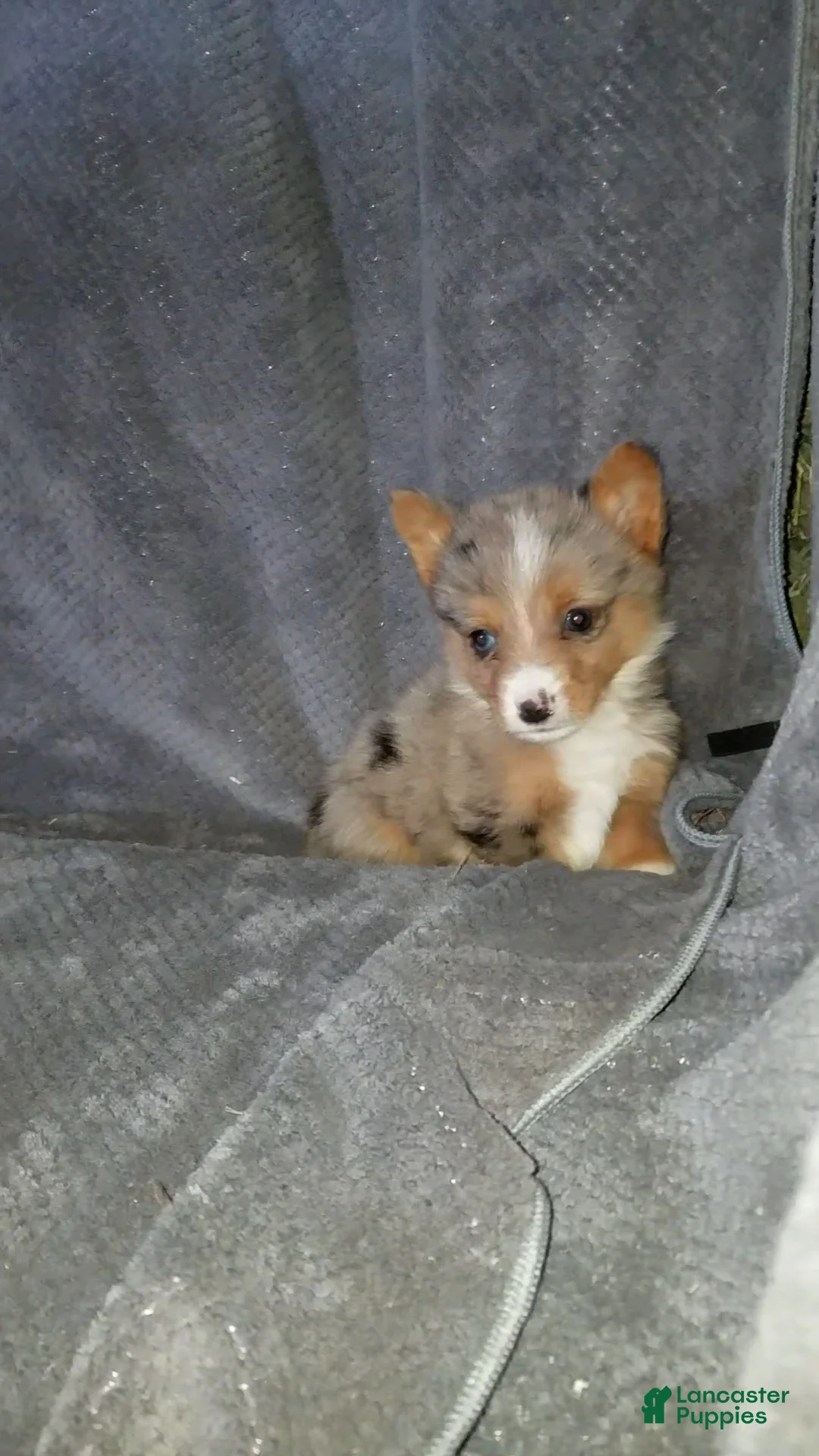 Mixed Breed dogs for sale: Alex - Ad 6