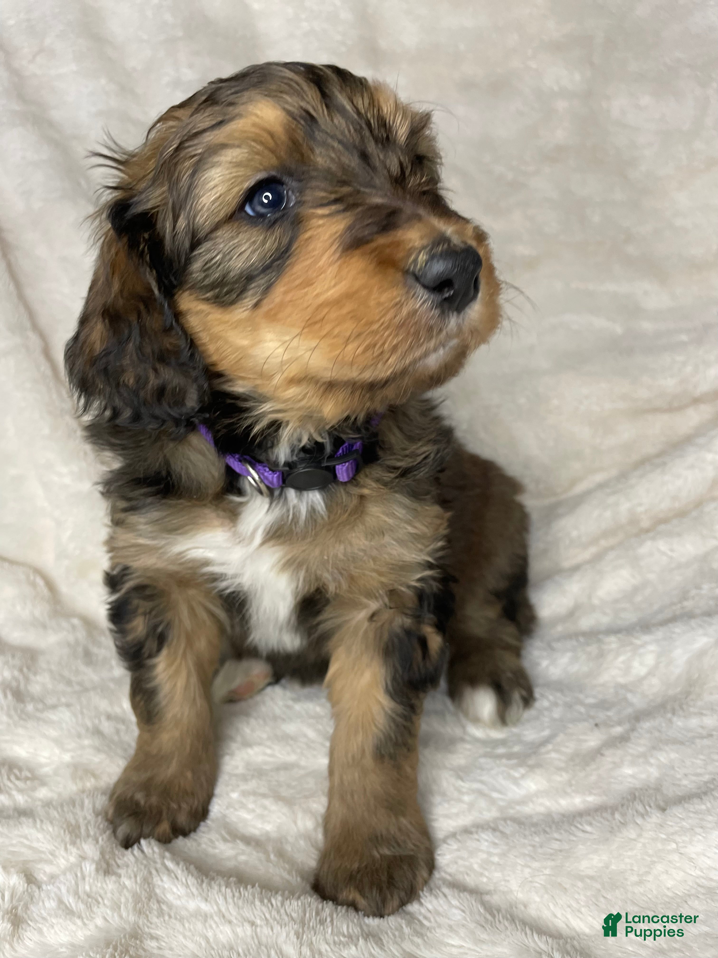 Bernedoodle dogs Willow - Ad 2