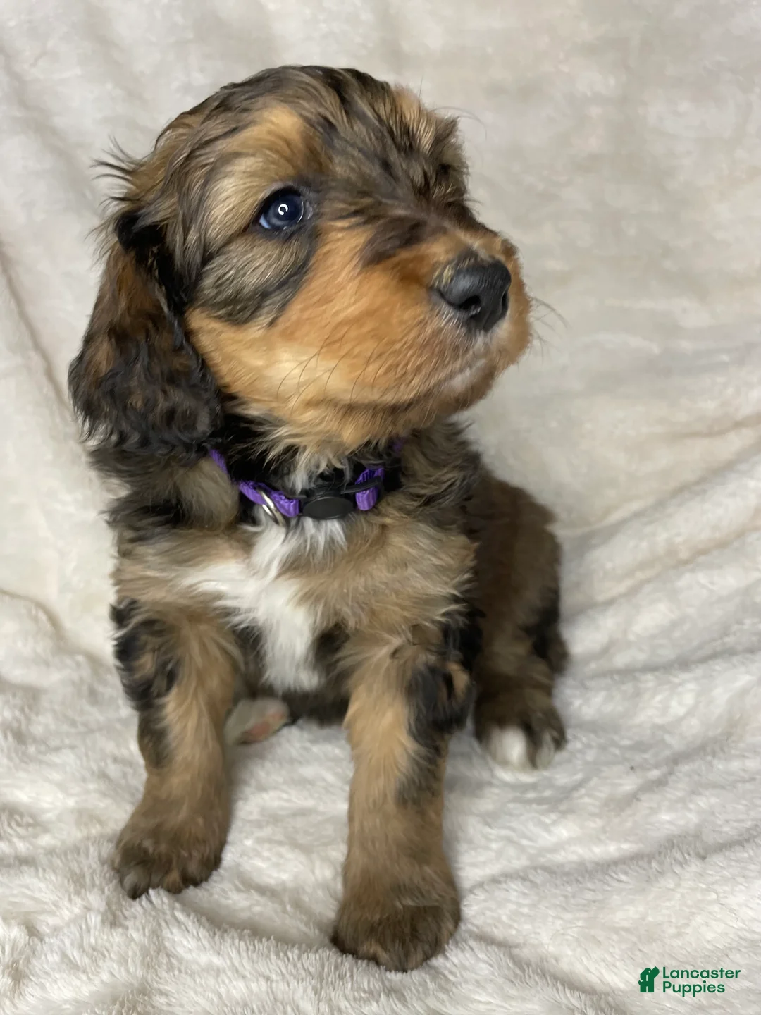 Bernedoodle dogs for sale: Willow - Ad 2