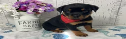 Rottweiler dogs for sale:  Betty - Ad 3