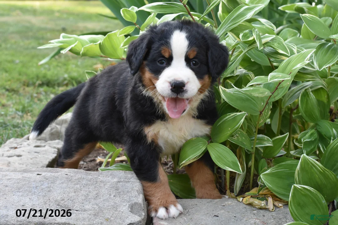 Bernese Mountain Dog dogs for sale: Erica - Ad 2