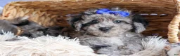 Bichpoo dogs for sale: NOAH - Ad 10