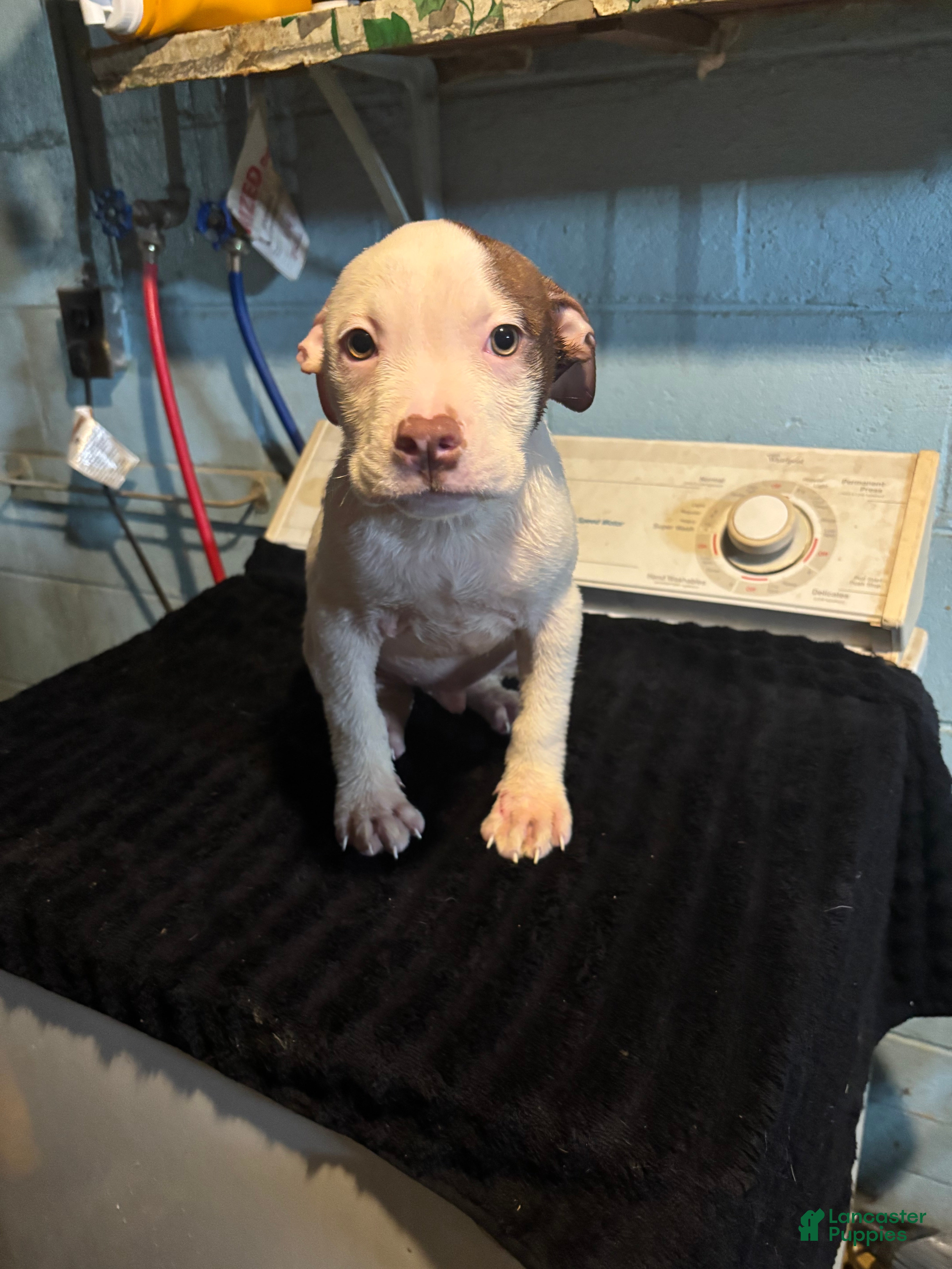 American Staffordshire Terrier (American Staffordshire Terrier, Male) in Gary, IN