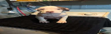 American Staffordshire