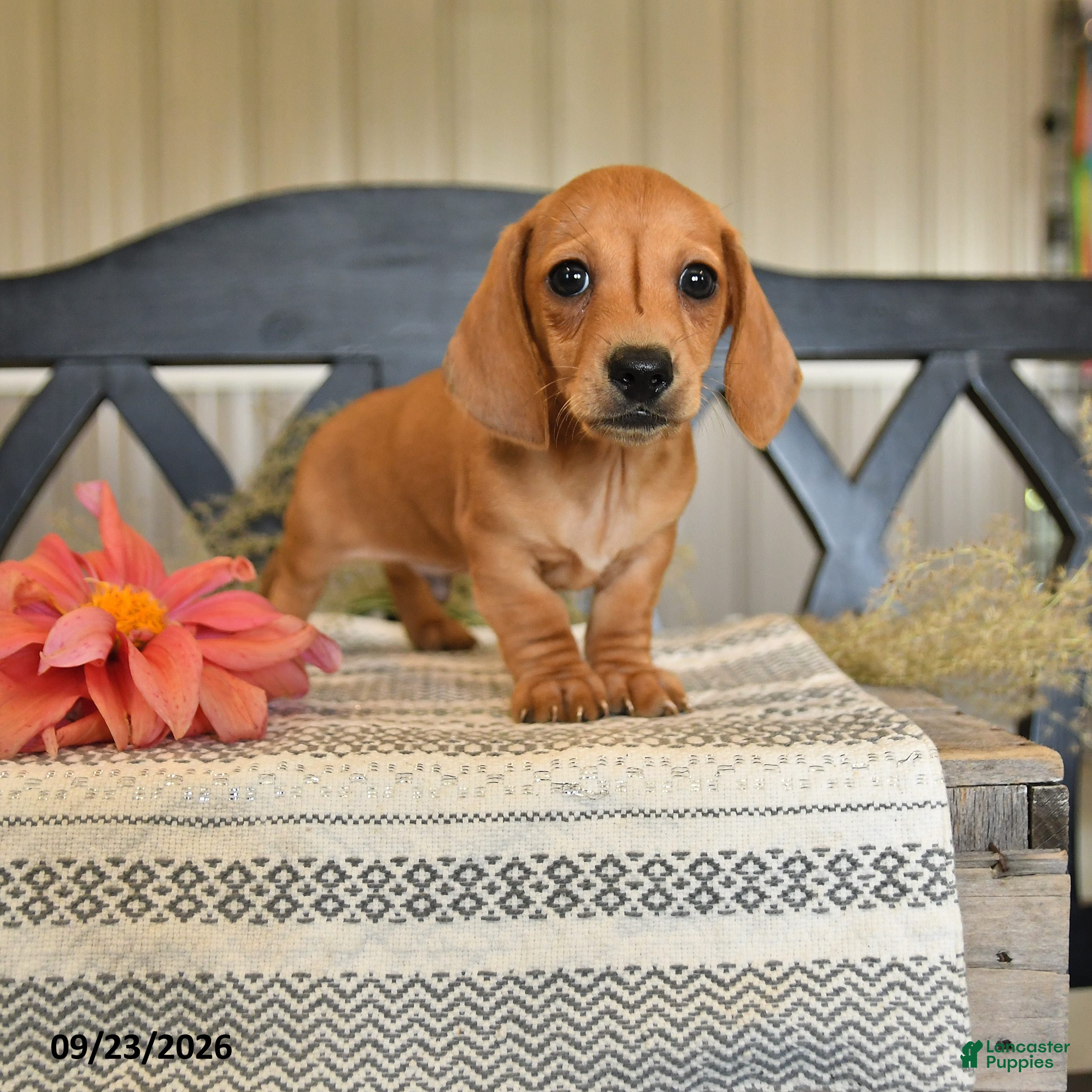 Miniature Dachshund dogs Oliver - Ad 1