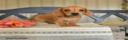 Miniature Dachshund dogs for sale: Oliver - Ad 1