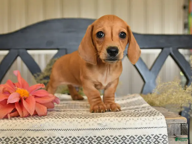 Miniature Dachshund dogs for sale: Oliver - Ad 1