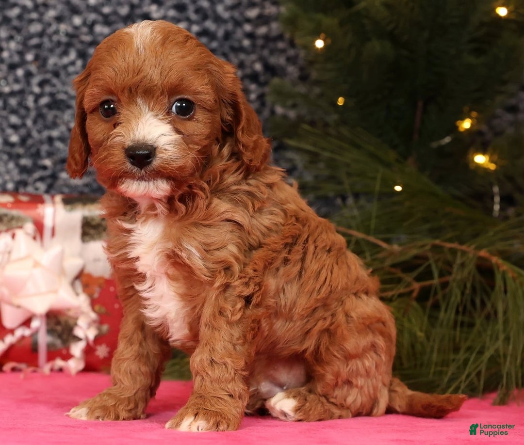 Cavapoo dogs for sale: Lucas - Ad 7