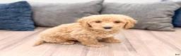 Miniature Labradoodle dogs for sale: Karly - Ad 3