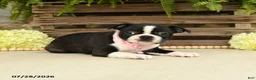 Boston Terrier dogs for sale: Tina - Ad 3