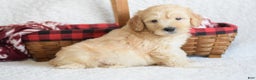 Goldendoodle dogs for sale: Goldendoodle Puppy 6 - Ad 6