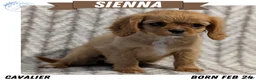Cavalier King Charles Spaniel dogs for sale: Sienna - Ad 1