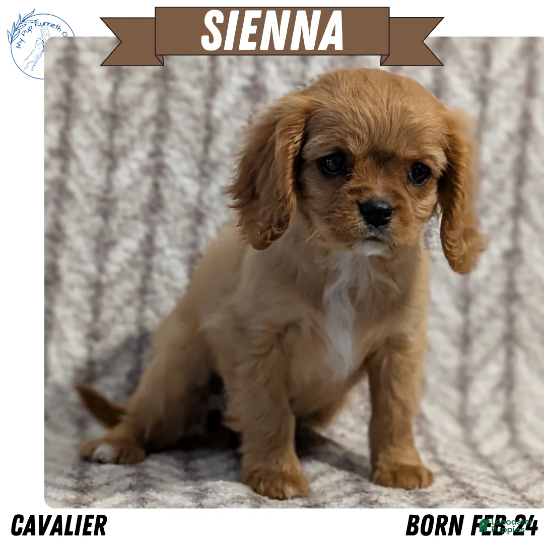 Cavalier King Charles Spaniel dogs for sale: Sienna - Ad 1