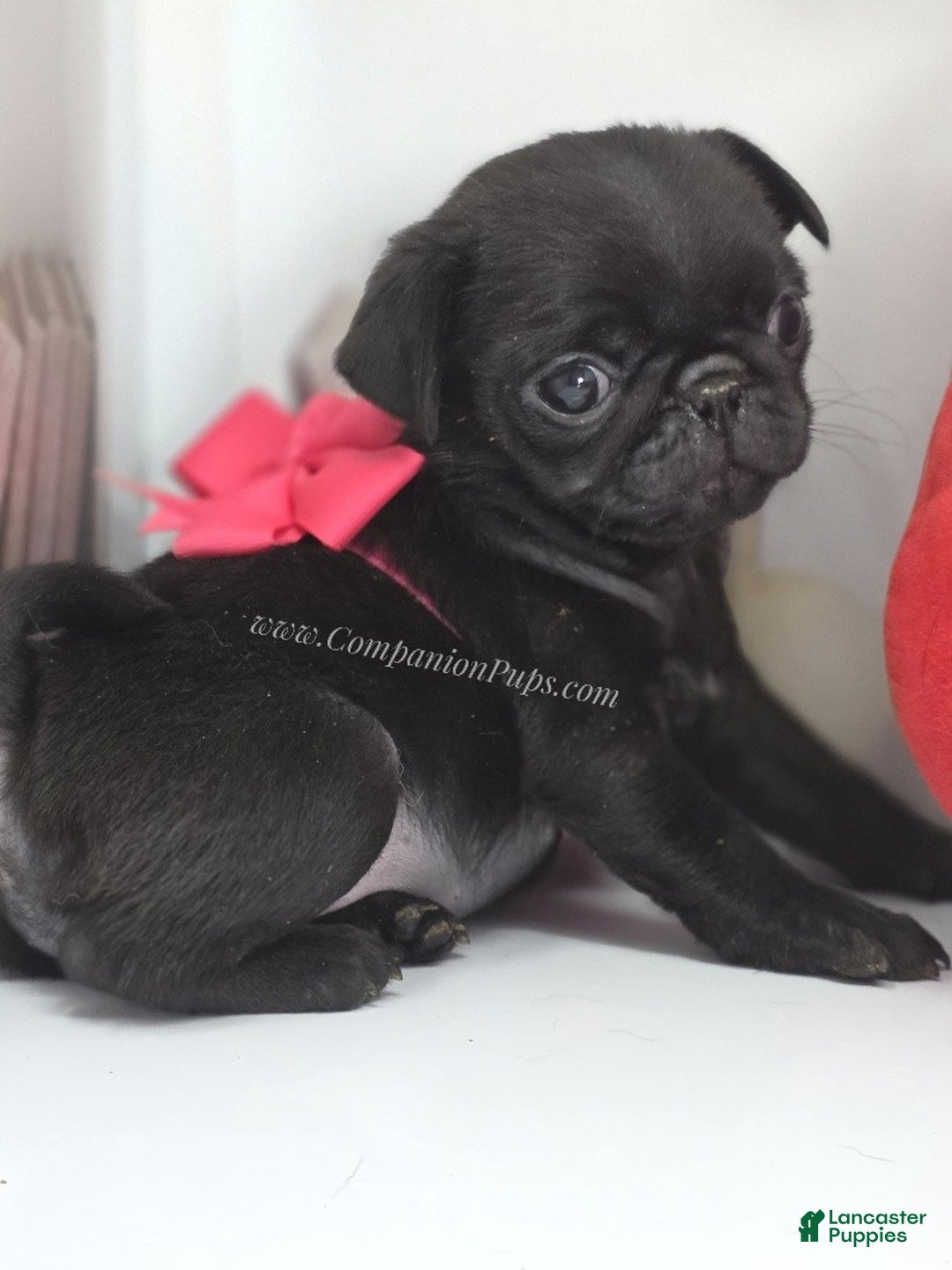 Pug dogs for sale: Mini - Petite Black Female Pug Puppy - Ad 5