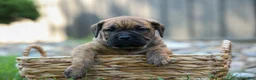 Beabull dogs for sale: Archie 🐶 - Ad 9