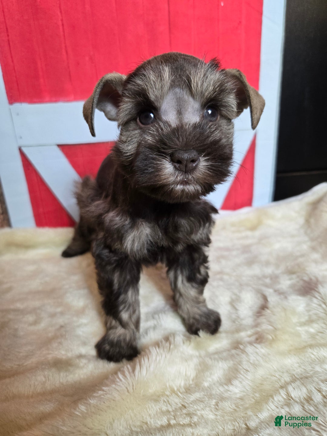 Miniature Schnauzer dogs for sale: Celia - Ad 2