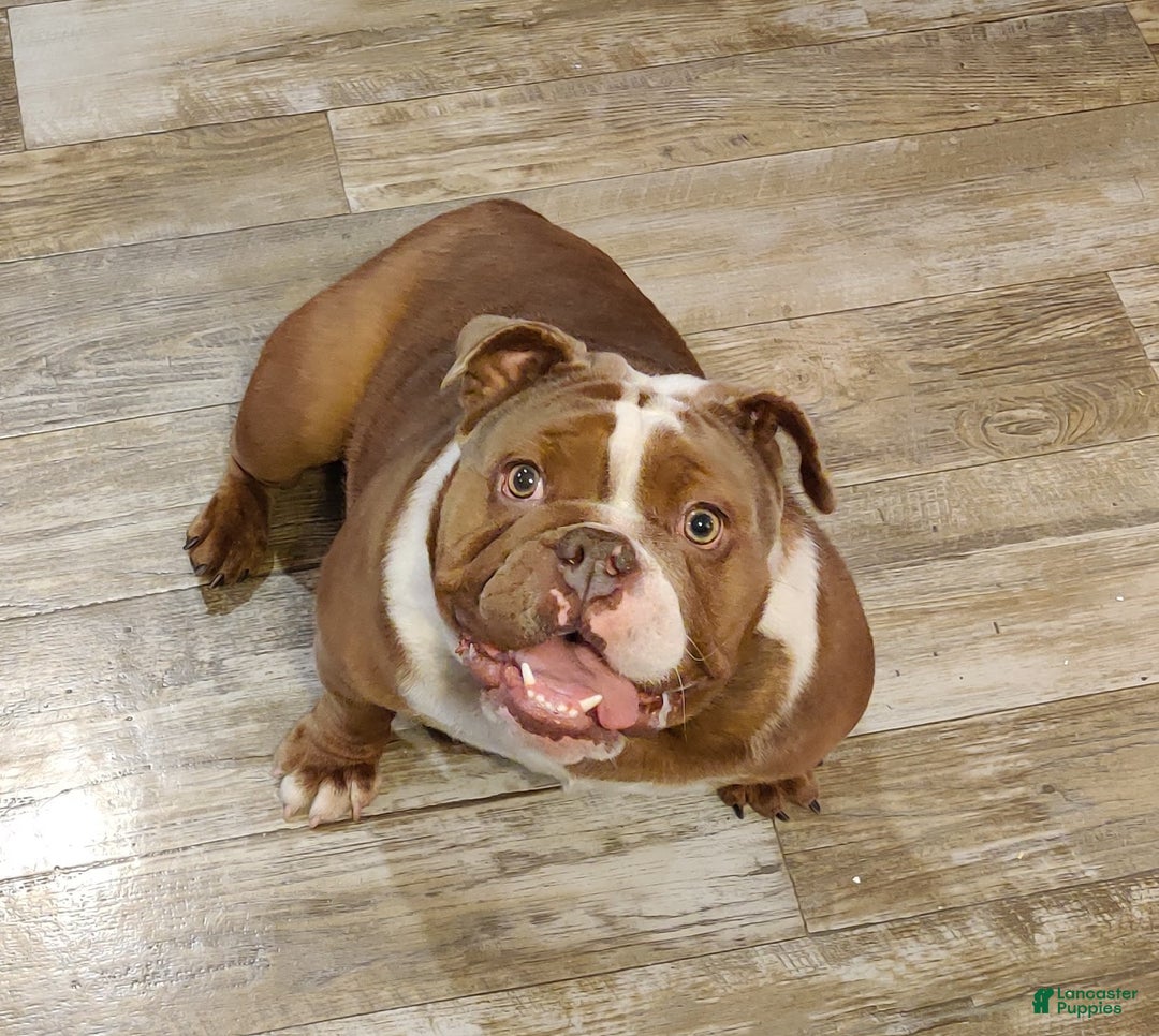 Gallery Image {{count}}