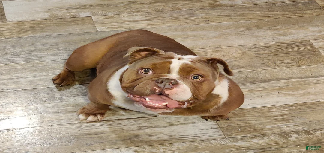 Gallery Image {{count}}