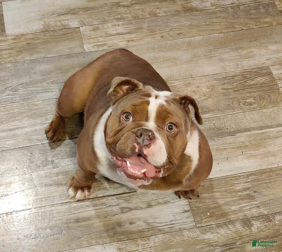 Gallery Image {{count}}