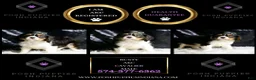 Cavalier King Charles Spaniel dogs for sale: Rusty - Ad 6