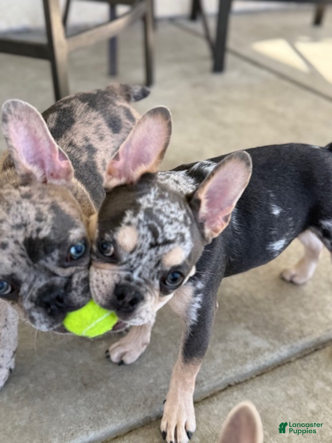 French Bulldog dogs for sale: Neptune - Ad 2